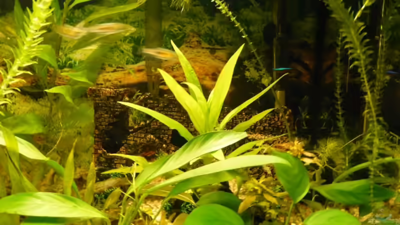 Pflanzen im Aquarium Becken 9145 von Alwin Dick (8)