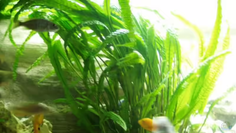 Pflanzen im Aquarium Becken 915 von Sven Busch (5)