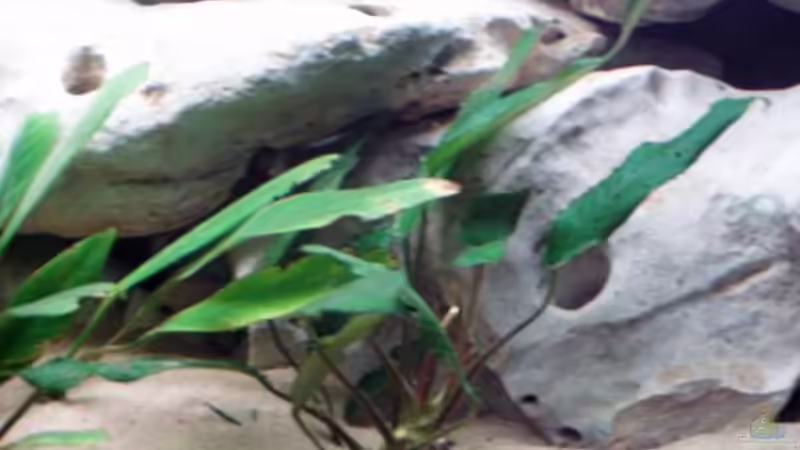 Pflanzen im Aquarium Becken 915 von Sven Busch (7)