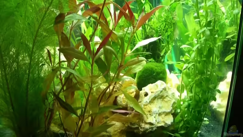 Pflanzen im Aquarium Becken 9160 von KaSa (3)