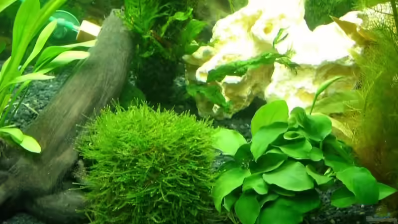 Pflanzen im Aquarium Becken 9160 von KaSa (4)