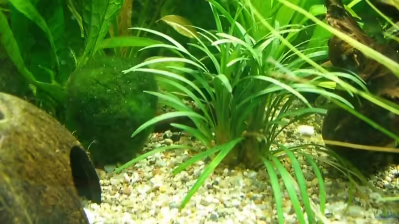 Pflanzen im Aquarium Becken 9162 von KaSa (2)