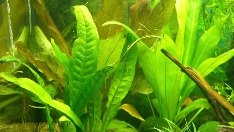 Pflanzen im Aquarium Becken 9162 von KaSa (3)