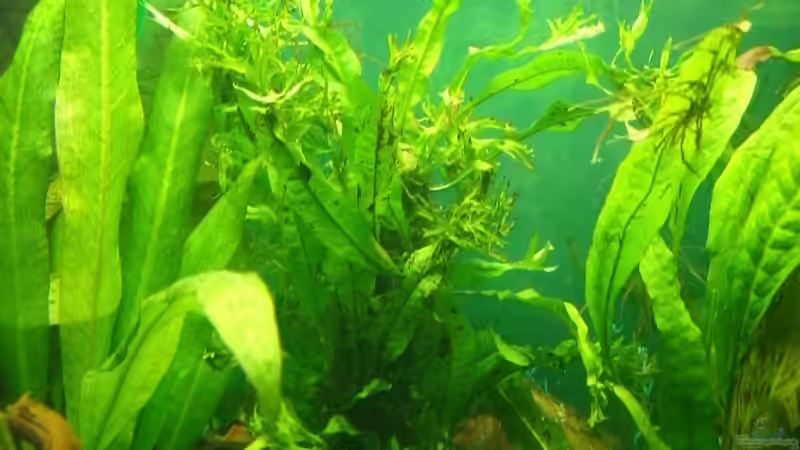 Pflanzen im Aquarium Becken 9162 von KaSa (4)