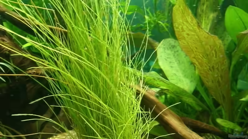 Pflanzen im Aquarium Becken 9162 von KaSa (5)