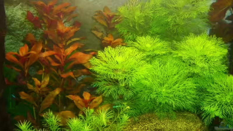 Pflanzen im Aquarium Becken 9172 von Alexander Albrecht (7)