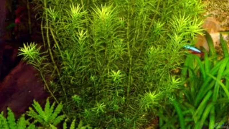Pflanzen im Aquarium Becken 9172 von Alexander Albrecht (8)