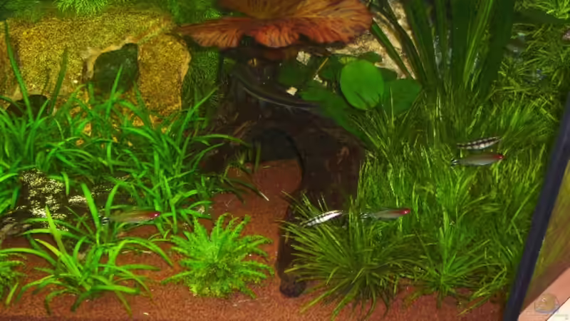 Pflanzen im Aquarium Becken 9172 von Alexander Albrecht (9)