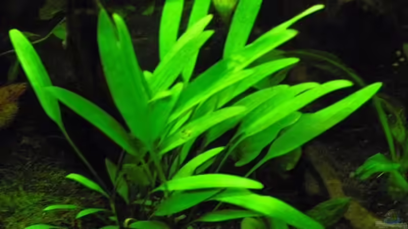 Pflanzen im Aquarium Becken 9179 von Becke (5)