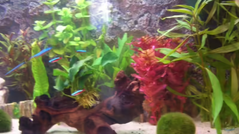 Pflanzen im Aquarium Becken 9186 von Karin Hiegelsperger (2)