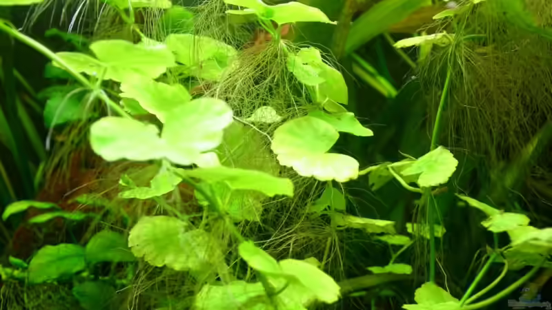 Pflanzen im Aquarium Becken 9193 von tomato (4)