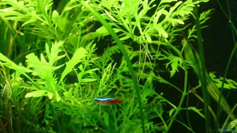 Pflanzen im Aquarium Becken 9193 von tomato (5)