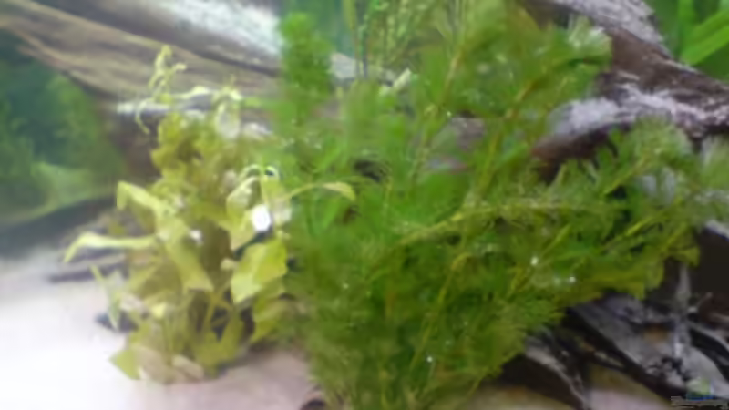 Pflanzen im Aquarium Becken 9196 von Moinski (4)