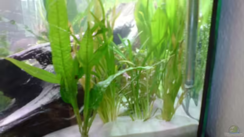 Pflanzen im Aquarium Becken 9196 von Moinski (5)