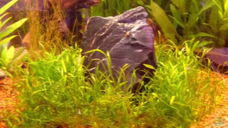 Pflanzen im Aquarium Becken 9211 von Michael Kunig (4)