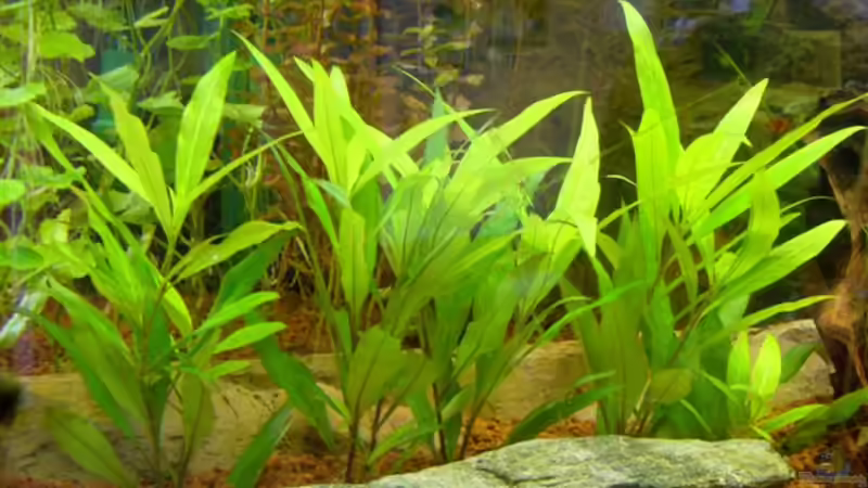 Pflanzen im Aquarium Becken 9211 von Michael Kunig (5)