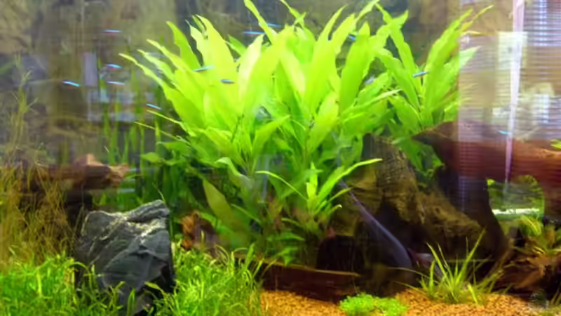 Pflanzen im Aquarium Becken 9211 von Michael Kunig (6)