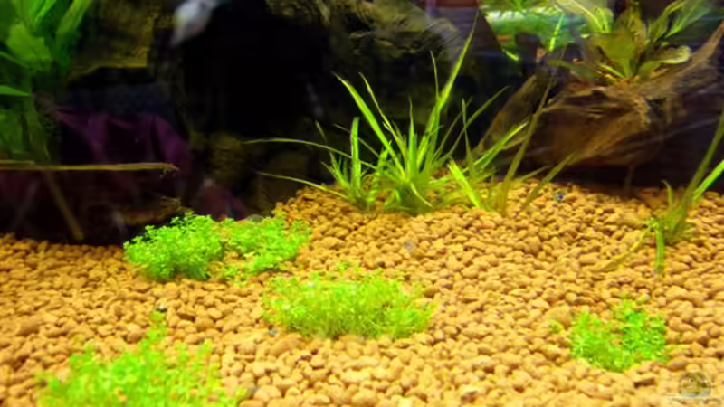 Pflanzen im Aquarium Becken 9211 von Michael Kunig (9)