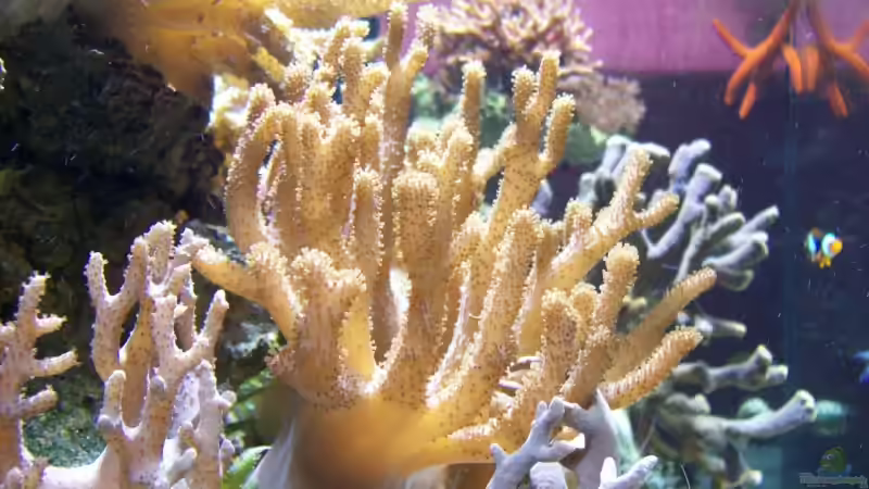 Pflanzen im Aquarium Becken 9218 von mk (6)