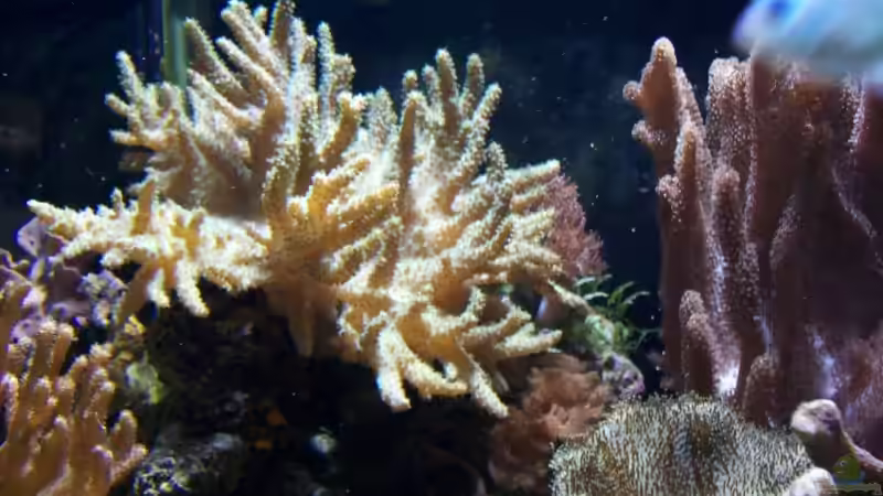 Pflanzen im Aquarium Becken 9218 von mk (7)