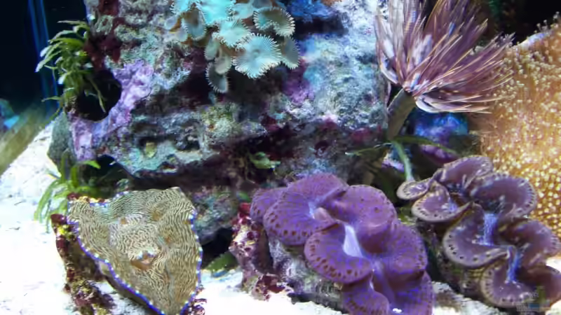 Pflanzen im Aquarium Becken 9218 von mk (8)