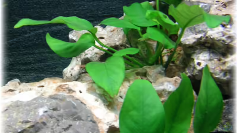 Pflanzen im Aquarium Becken 924 von Theodor Schmidt (3)