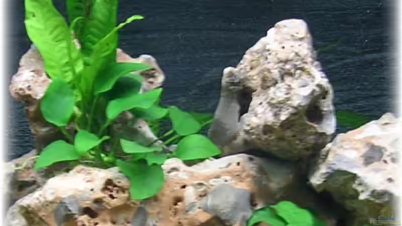 Pflanzen im Aquarium Becken 924 von Theodor Schmidt (6)