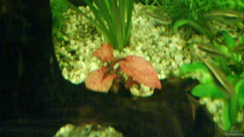 Pflanzen im Aquarium Becken 9298 von Maurice Kraft (3)