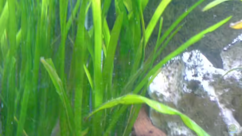 Pflanzen im Aquarium Becken 9302 von Dennis Mair (3)