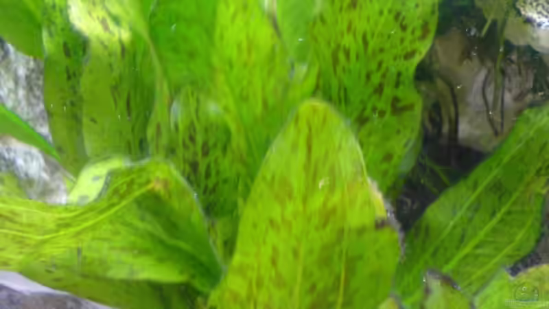 Pflanzen im Aquarium Becken 9302 von Dennis Mair (4)