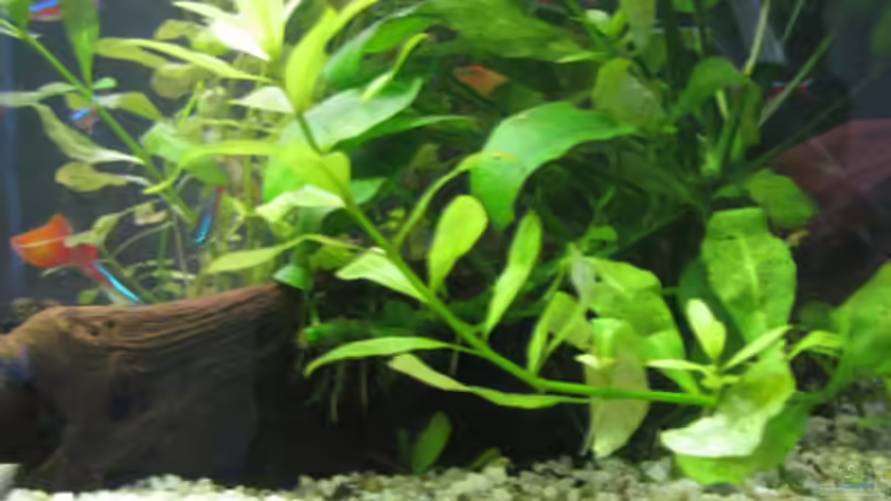 Pflanzen im Aquarium Becken 9325 von Jacob König (3)