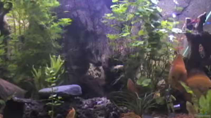 Pflanzen im Aquarium Becken 9347 von Hobytomy (5)