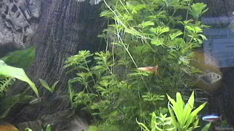 Pflanzen im Aquarium Becken 9347 von Hobytomy (6)