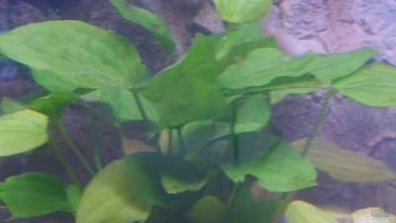 Pflanzen im Aquarium Becken 9383 von Dominik Kampmann (5)