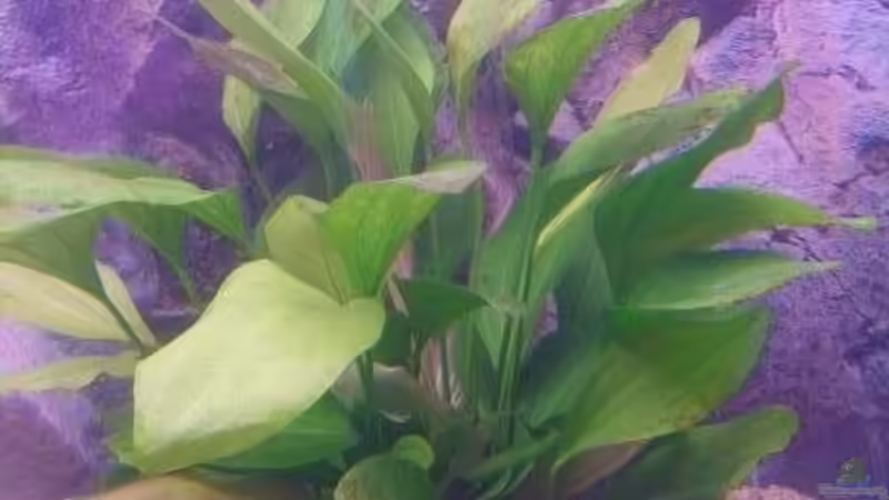 Pflanzen im Aquarium Becken 9383 von Dominik Kampmann (6)