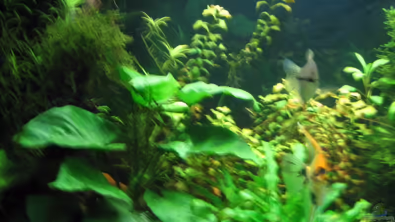 Pflanzen im Aquarium Becken 9396 von Barbara Schmidt (7)