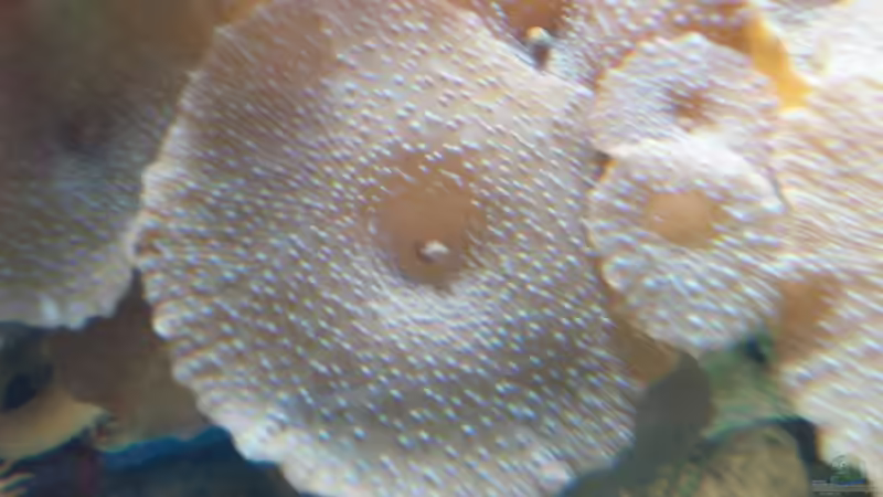 Pflanzen im Aquarium Becken 9400 von Mario Dorner (9)