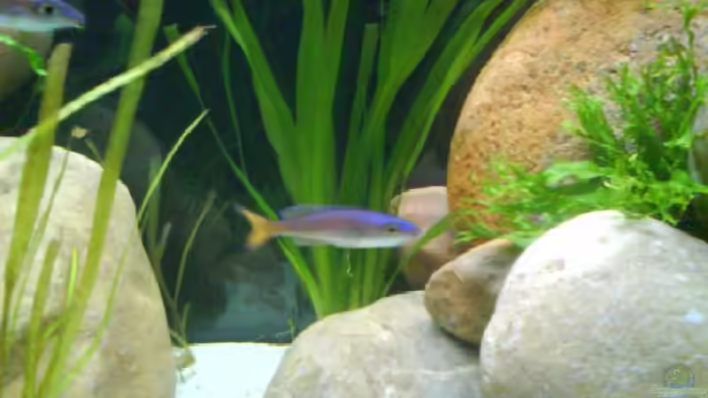 Pflanzen im Aquarium Becken 9421 von Martin Grimm (3)