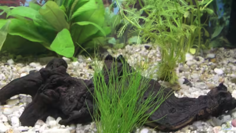 Pflanzen im Aquarium Becken 9479 von Jan Dreier (4)