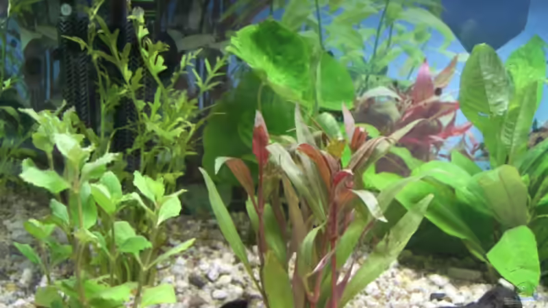 Pflanzen im Aquarium Becken 9479 von Jan Dreier (5)