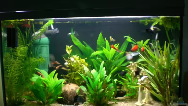 Pflanzen im Aquarium Becken 9483 von ninimuckel (4)