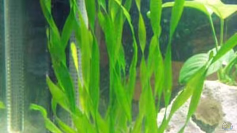 Pflanzen im Aquarium Becken 9513 von Sven Lochner (2)