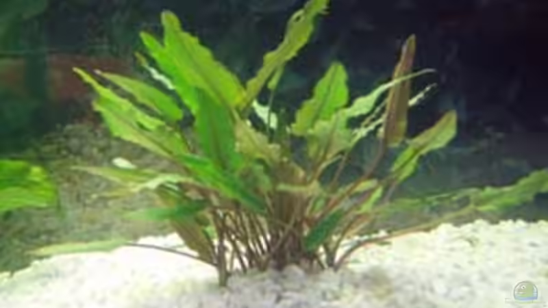 Pflanzen im Aquarium Becken 9513 von Sven Lochner (3)