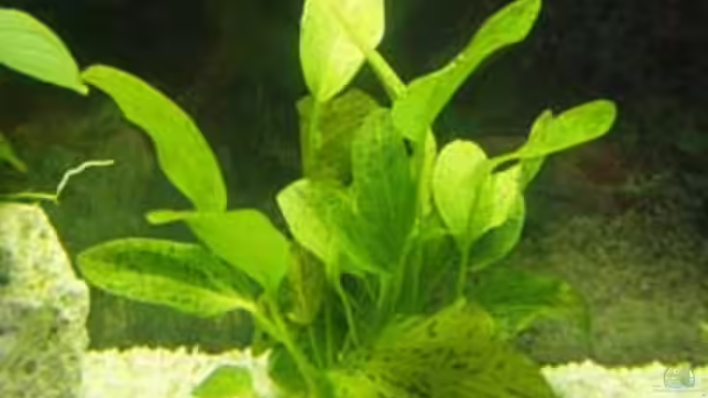 Pflanzen im Aquarium Becken 9513 von Sven Lochner (4)