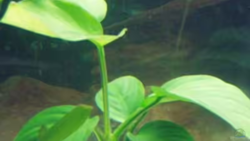 Pflanzen im Aquarium Becken 9513 von Sven Lochner (5)