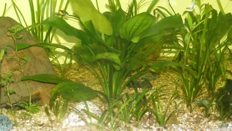 Pflanzen im Aquarium Becken 9533 von Alex Weiß (4)