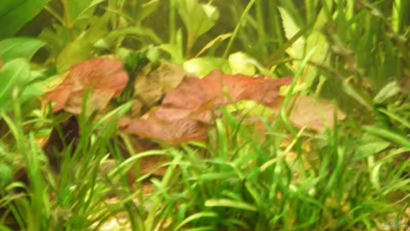 Pflanzen im Aquarium Becken 9533 von Alex Weiß (5)