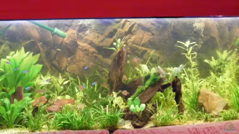 Pflanzen im Aquarium Becken 9533 von Alex Weiß (6)