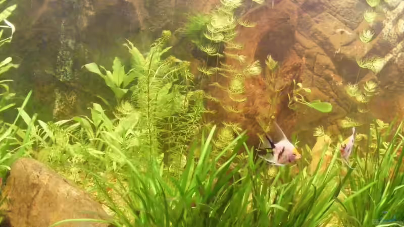 Pflanzen im Aquarium Becken 9533 von Alex Weiß (7)