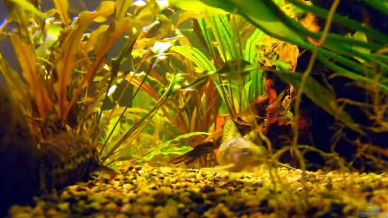 Pflanzen im Aquarium Becken 9553 von Sebastian Lehmann (2)